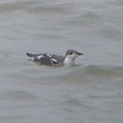 Long-billed Murrelet